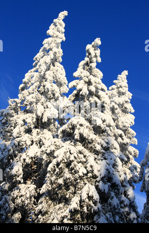 Snowy trees on a backdrop of blue sky in Haanja, Estonia. Foto Stock