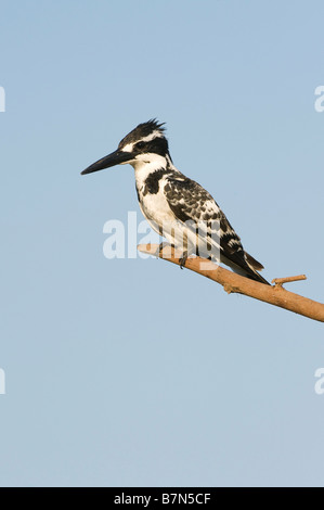 Ceryle rudis. Pied Kingfisher appollaiato su un bastone in un pozzo di acqua nella campagna indiana. Andhra Pradesh, India Foto Stock