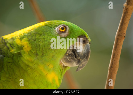 Honduras, Copan, Macaw Mountain Bird Park. Yellow-Naped Amazon Parrot, Amazona achrocephala. Foto Stock