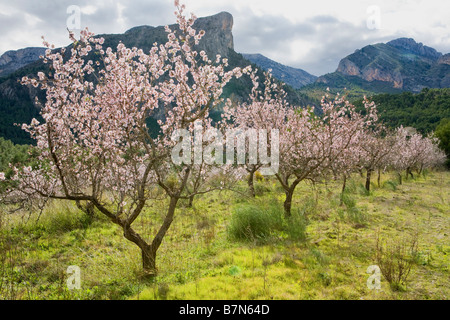 Mandorli in fiore, costa blanca, Spagna Foto Stock