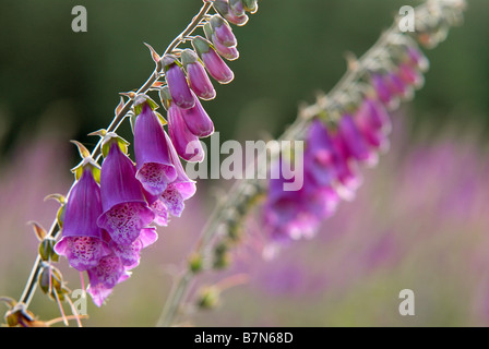 Foxgloves (Digitalis purpurea) in Haldon Forest Park, Exeter, Devon. Foto Stock