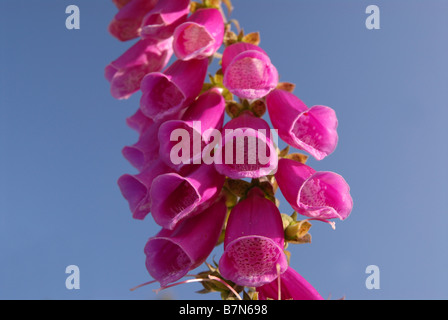 Foxgloves (Digitalis purpurea) in Haldon Forest Park, Exeter, Devon. Foto Stock