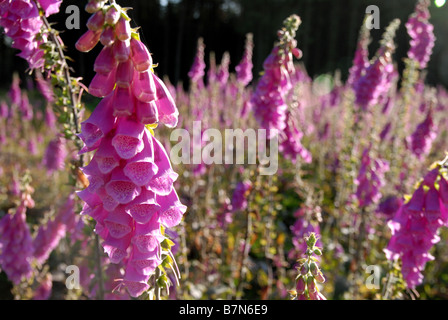 Foxgloves (Digitalis purpurea) in Haldon Forest Park, Exeter, Devon. Foto Stock