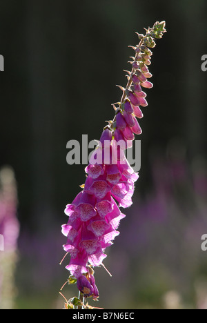 Foxgloves (Digitalis purpurea) in Haldon Forest Park, Exeter, Devon. Foto Stock