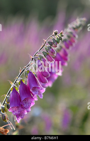 Foxgloves (Digitalis purpurea) in Haldon Forest Park, Exeter, Devon. Foto Stock