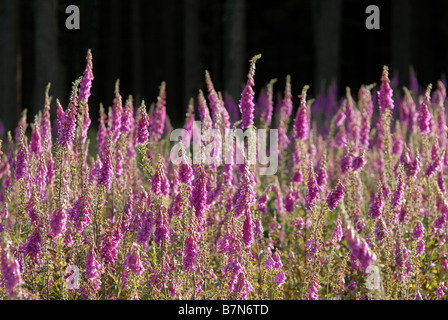 Foxgloves (Digitalis purpurea) in Haldon Forest Park, Exeter, Devon. Foto Stock