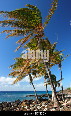 Cielo blu, palme e vento forte sulla sponda occidentale della Big Island delle Hawaii, STATI UNITI D'AMERICA Foto Stock