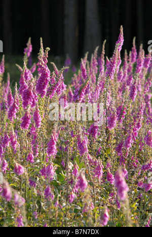 Foxgloves (Digitalis purpurea) in Haldon Forest Park, Exeter, Devon. Foto Stock