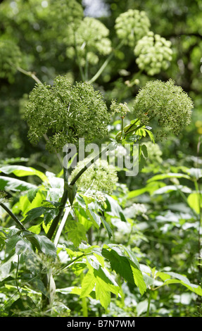 Massa sambuco o Goutweed Aegopodium podagraria Apiaceae Foto Stock