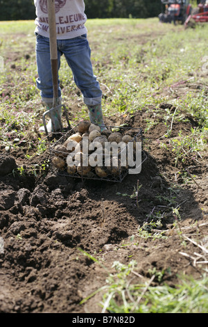 Raccolta della patata Foto Stock