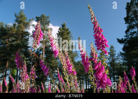 Foxgloves (Digitalis purpurea) in Haldon Forest Park, Exeter, Devon. Foto Stock