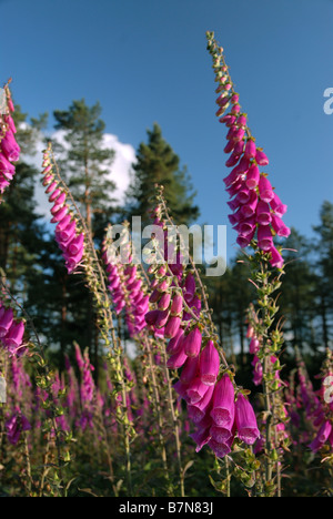 Foxgloves (Digitalis purpurea) in Haldon Forest Park, Exeter, Devon. Foto Stock