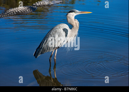 Airone blu (Ardea Erodiade), Gatorland, Orange Blossom Trail, Orlando, Florida, Stati Uniti d'America Foto Stock