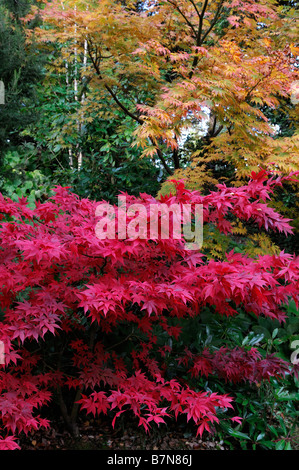 Fiery giallo rosso di colore arancio acer palmatum albero autunno autunnale di colore colore caduta piccole Foto Stock