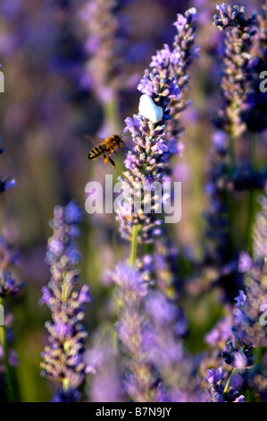 Il miele delle api foraggio per il polline sulla lavanda, Provenza, Francia Foto Stock