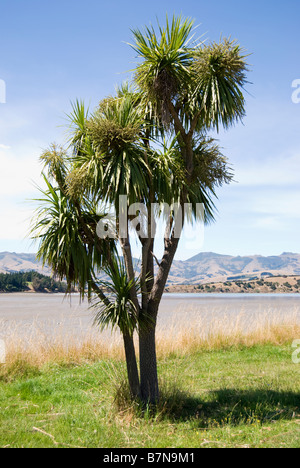 Barrys Bay, Akaroa Harbour, Penisola di Banks, Canterbury, Nuova Zelanda Foto Stock