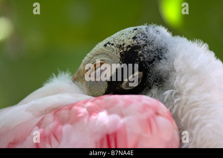 Roseate Spatola (Platalea ajaja) dormire, Florida, Stati Uniti d'America Foto Stock