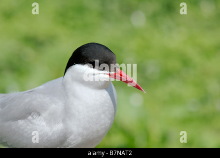 Colpo alla testa di un'Artic Tern (sterna paradisaea). Foto Stock