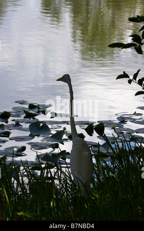 Airone bianco maggiore (Ardea alba), Florida, Stati Uniti d'America Foto Stock