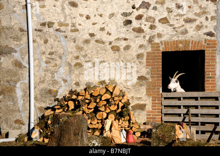 Foto di stock di un bianco Capre Saanen in piedi la porta di un vecchio fienile Foto Stock