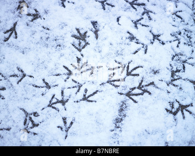 percorsi per uccelli nella neve in una giornata d'inverno Foto Stock