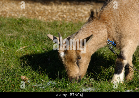 Foto di stock di un pigmeo tehered capra mangia erba Foto Stock