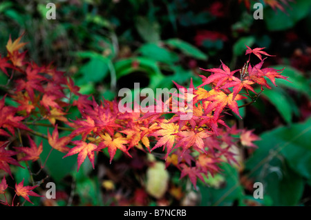 Giallo arancione e Fiery color rosso acer palmatum Foglie di autunno foglia caduta autunnale colore colore alberi ad albero Foto Stock