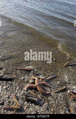 Starfish comune Asterias rubens e gusci di rasoio Ensis ensis granchio e lavato fino sul litorale Holland Foto Stock