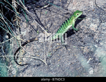 Spinosa-tailed Iguana Ctenosaura hemilopha Tucson Pima County Arizona immaturi Iguanidae Ottobre Foto Stock