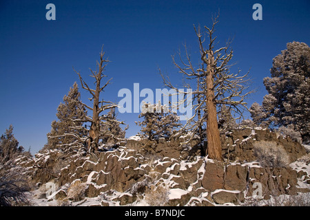 Ginepro antichi alberi che crescono da un flusso di lava dopo un mese di gennaio tempesta di neve nel Deserto Deserto area centrale, Oregon vicino a Bend, Oregon. Foto Stock