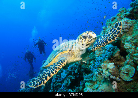 Tartaruga embricata e subacquei Foto Stock