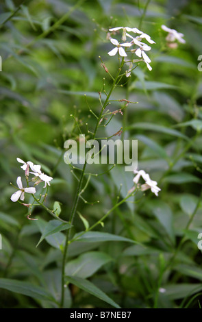 Dames violetta, Hesperis matronalis, Brassicaceae Foto Stock