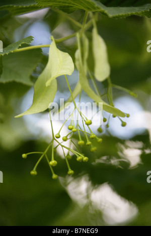 Comune di Tiglio fiori, Tilia vulgaris, delle Tiliaceae Foto Stock