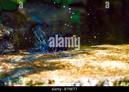 Merlo Turdus merula balneazione in stagno agli spruzzi d'acqua tutto Foto Stock