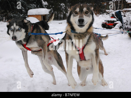 Un team di sleddogs, imbrigliato e pronto per l'esecuzione. Foto Stock