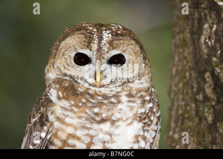 Spotted Owl Strix occidentalis montagne Huachuca Cochise County Arizona Stati Uniti 24 febbraio adulto titonidi Foto Stock