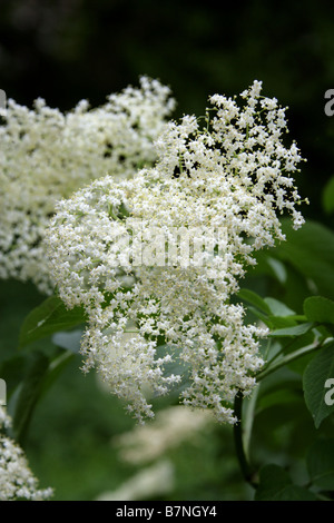 Fiori di sambuco, Sambucus nigra Adoxaceae Foto Stock