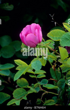 Rosa selvatica alla laguna di acqua dolce vicino a Orick Humboldt County in California Foto Stock