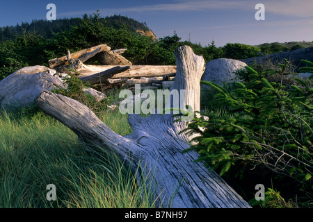 Driftwood in erba costiere Gold Bluffs Beach Prairie Creek Redwoods State Park Humboldt County in California Foto Stock