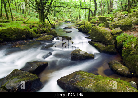 Fiume Fowey Golitha cade in estate Cornwall Inghilterra REGNO UNITO Foto Stock