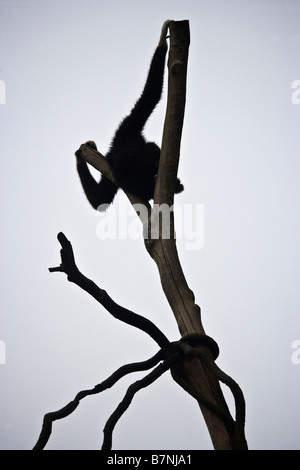 Mano bianca gibbone stagliano nella struttura ad albero Foto Stock