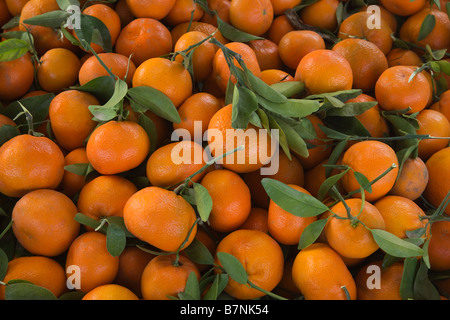 Raccolte di mandarini 'Murcott" varietà. Foto Stock