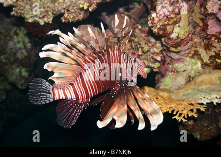 Pesce leone - pterois volitans. Mar Rosso pesci velenosi vicino a Coral reef Foto Stock