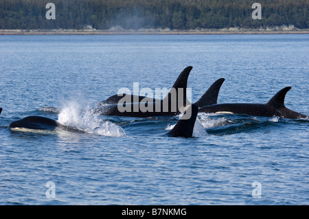 Le orche, orche, Orcinus Orcas, Alaska Foto Stock