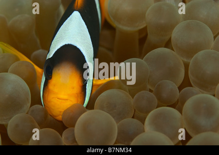 Primo piano del pesce pagliaccio - Amphiprion bicinctus. Mar Rosso anemonefish nel mezzo di anemone Foto Stock