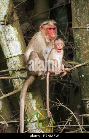 Cofano macaque femmina con baby facendo una divertente faccia in Kumily in Kerala India Foto Stock