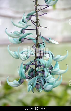 Il Jade Vine Strongylodon macrobotrys, Fabaceae, Filippine, Sud-est asiatico Foto Stock