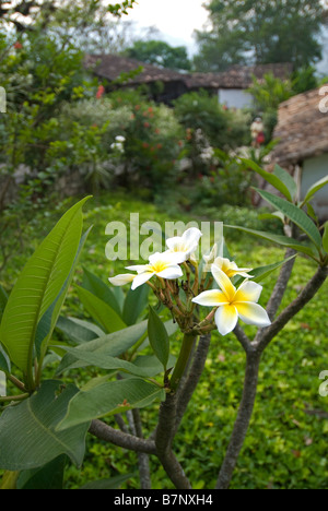 Honduras, Copan, Hacienda San Lucas. Fiori esotici nei giardini dell'Hacienda San Lucas eco-lodge Foto Stock