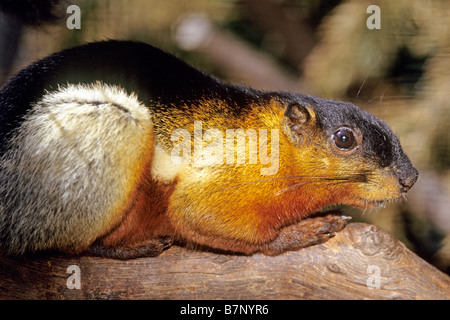 Bornean Scoiattolo Prevosts Asian Tri colorati Callosciurus scoiattolo prevostii borneoensis sul ramo Foto Stock