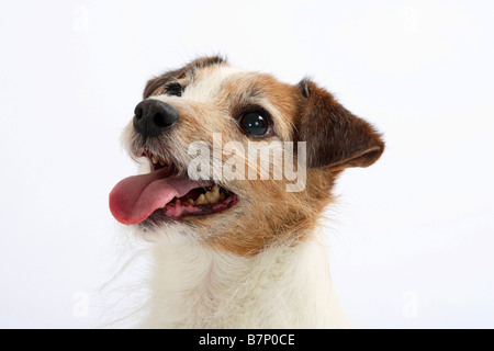 Jack Russell Terrier Foto Stock